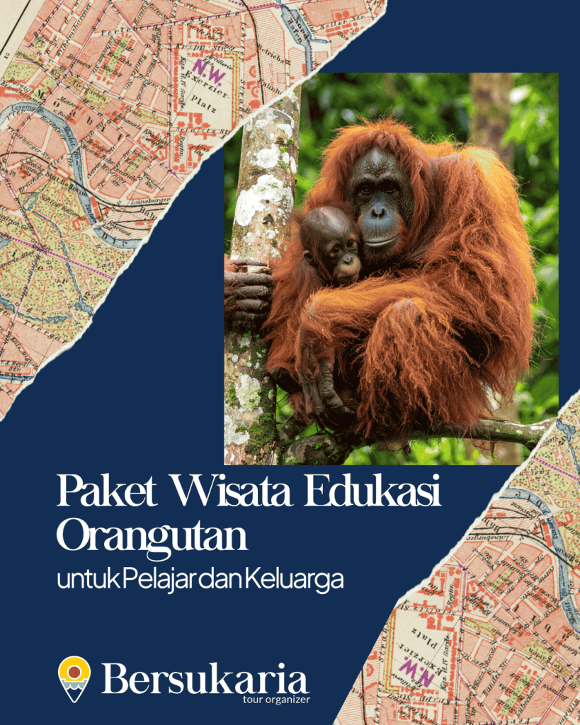 Paket Wisata Edukasi Orangutan