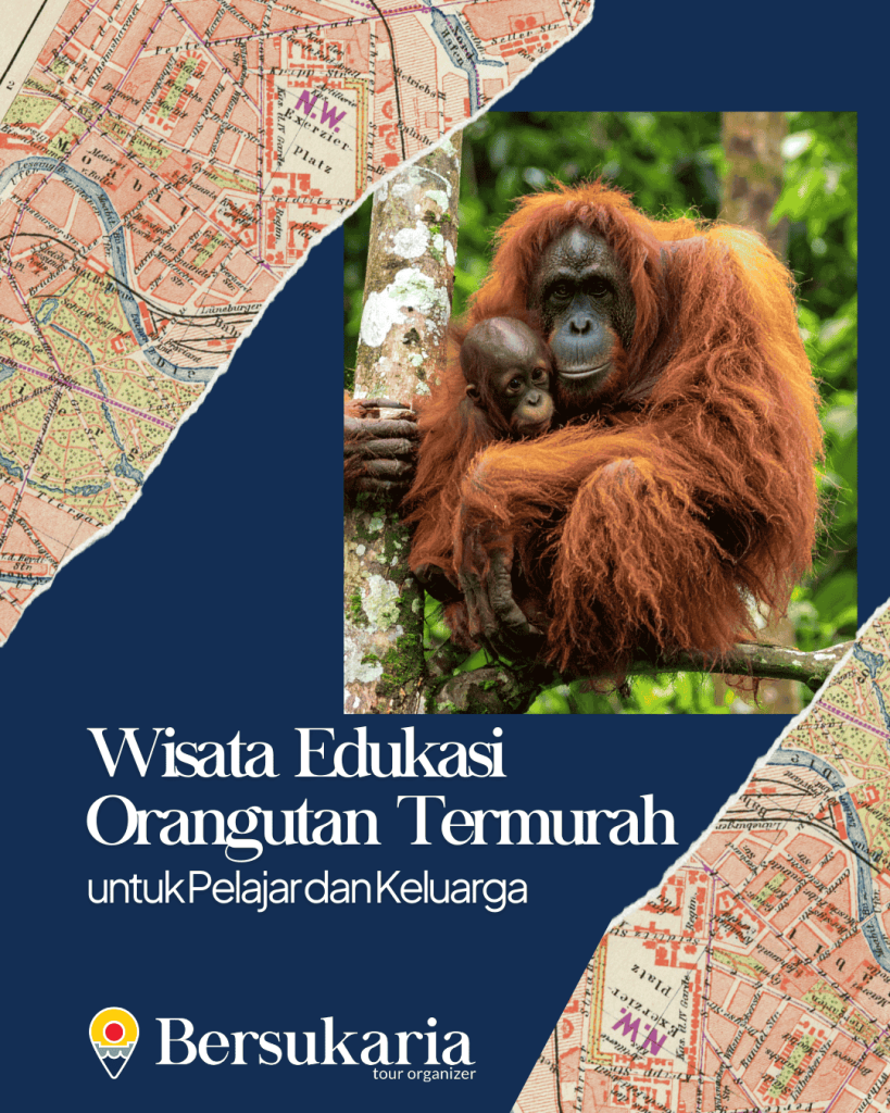 Wisata Edukasi Orangutan Termurah